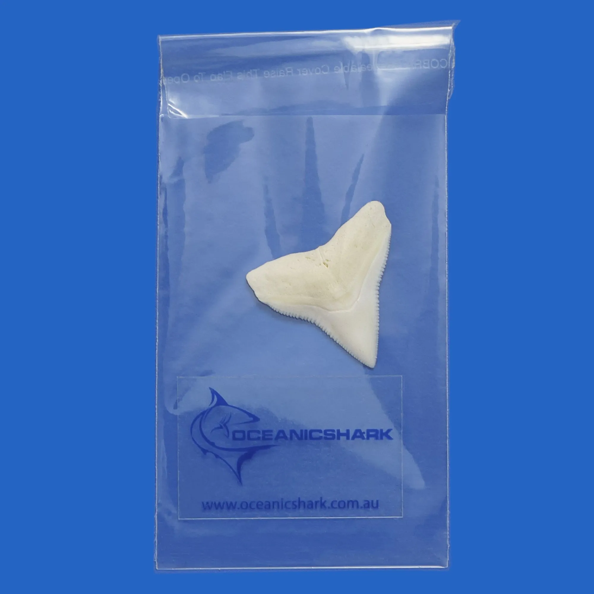 Bull Shark Tooth