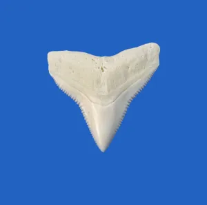 Bull Shark Tooth