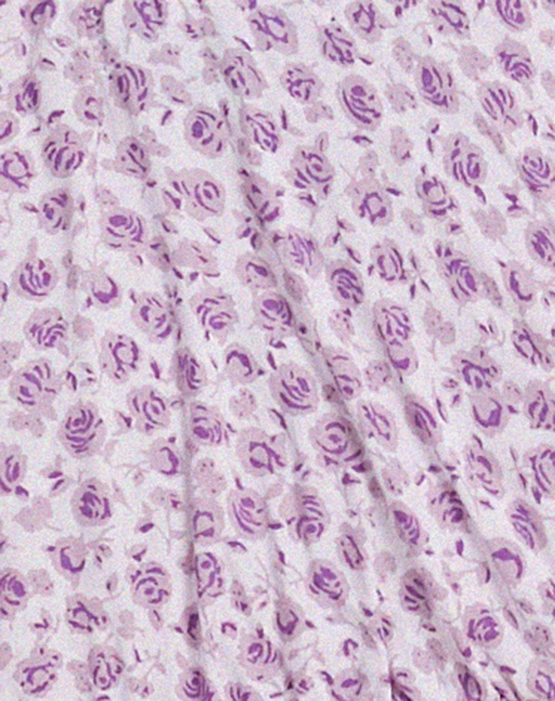 Jiena Crop Top in Ditsy Rose Lilac