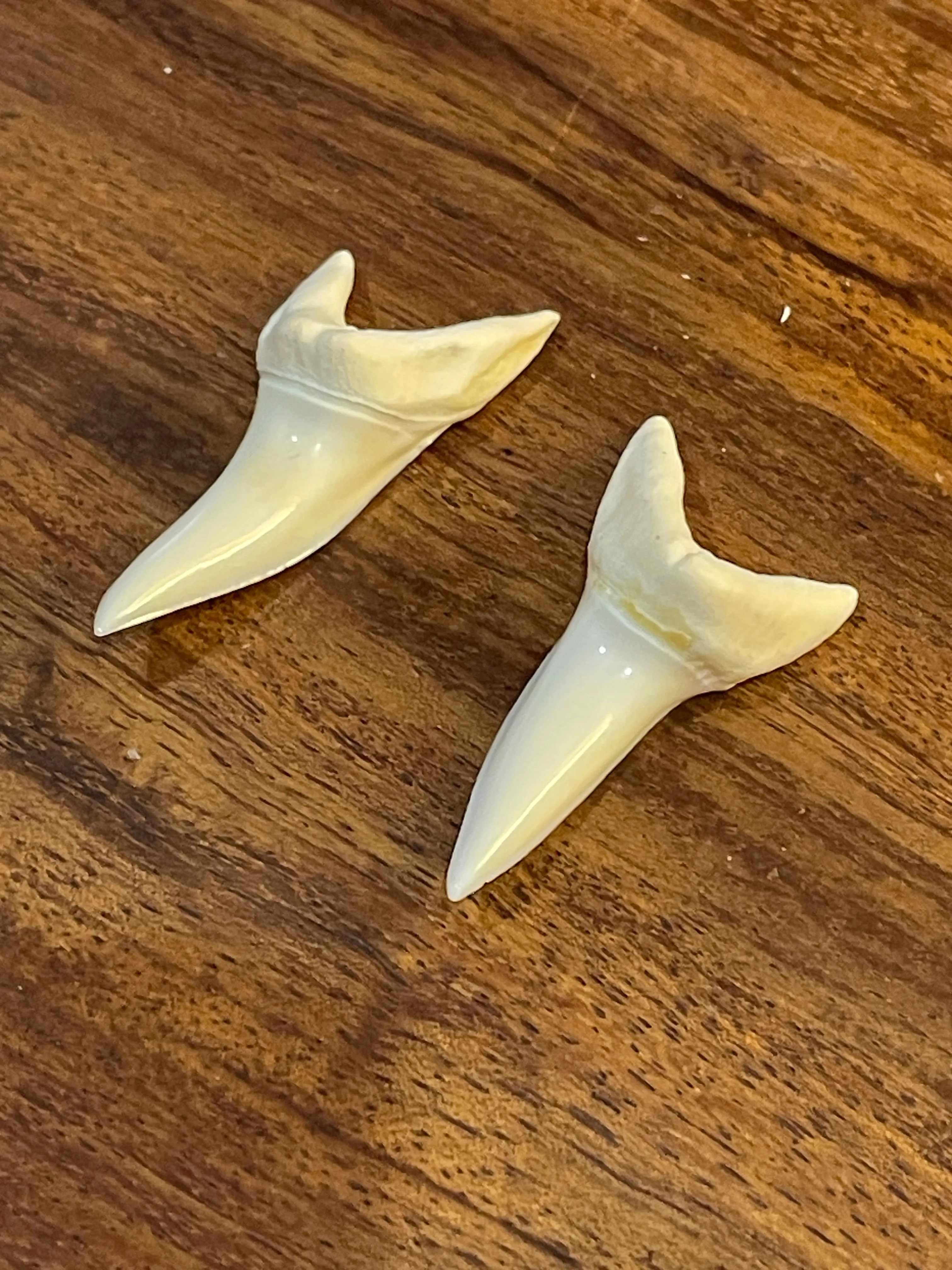 Mako shark  loose tooth x2 pcs