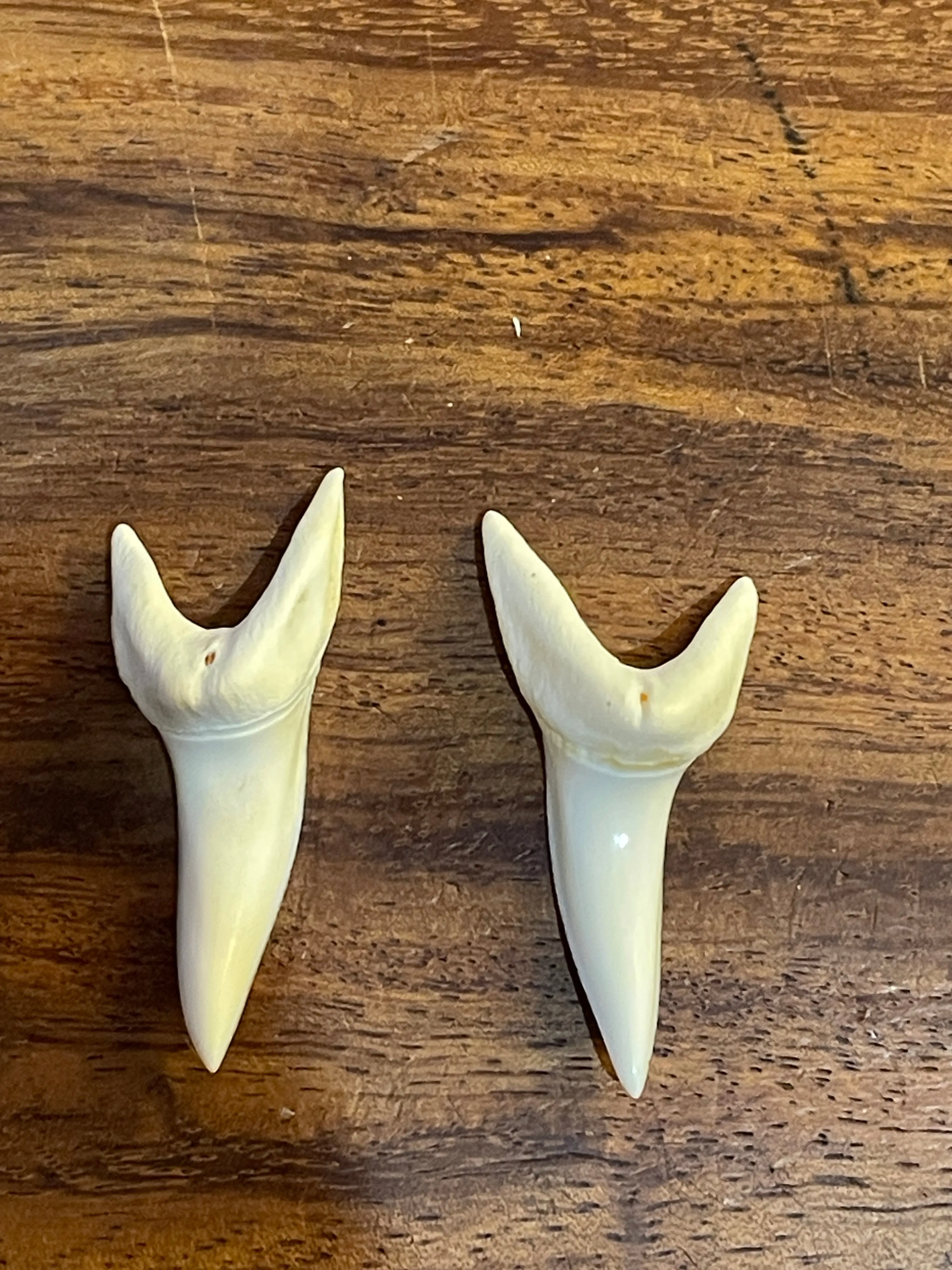 Mako shark  loose tooth x2 pcs
