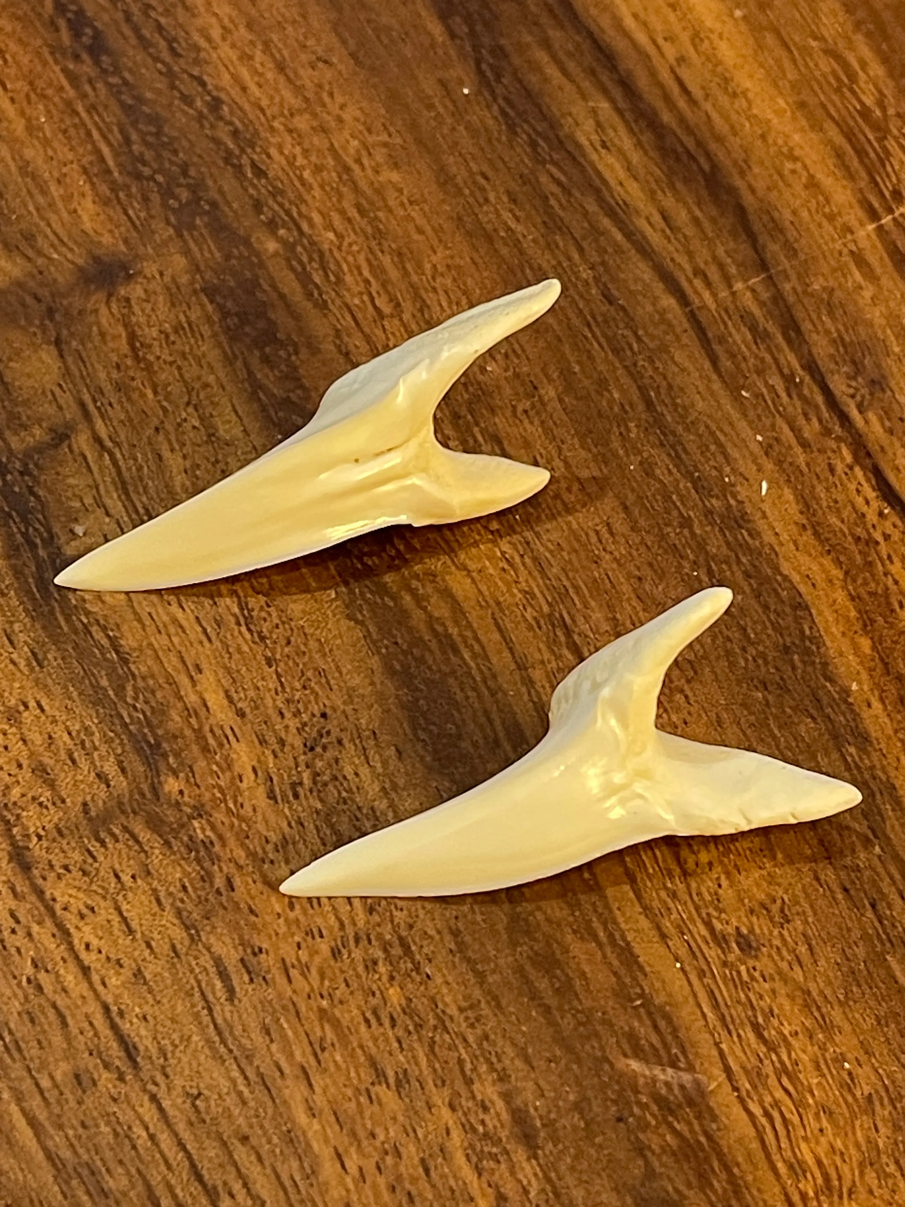 Mako shark  loose tooth x2 pcs