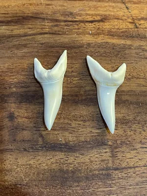 Mako shark  loose tooth x2 pcs