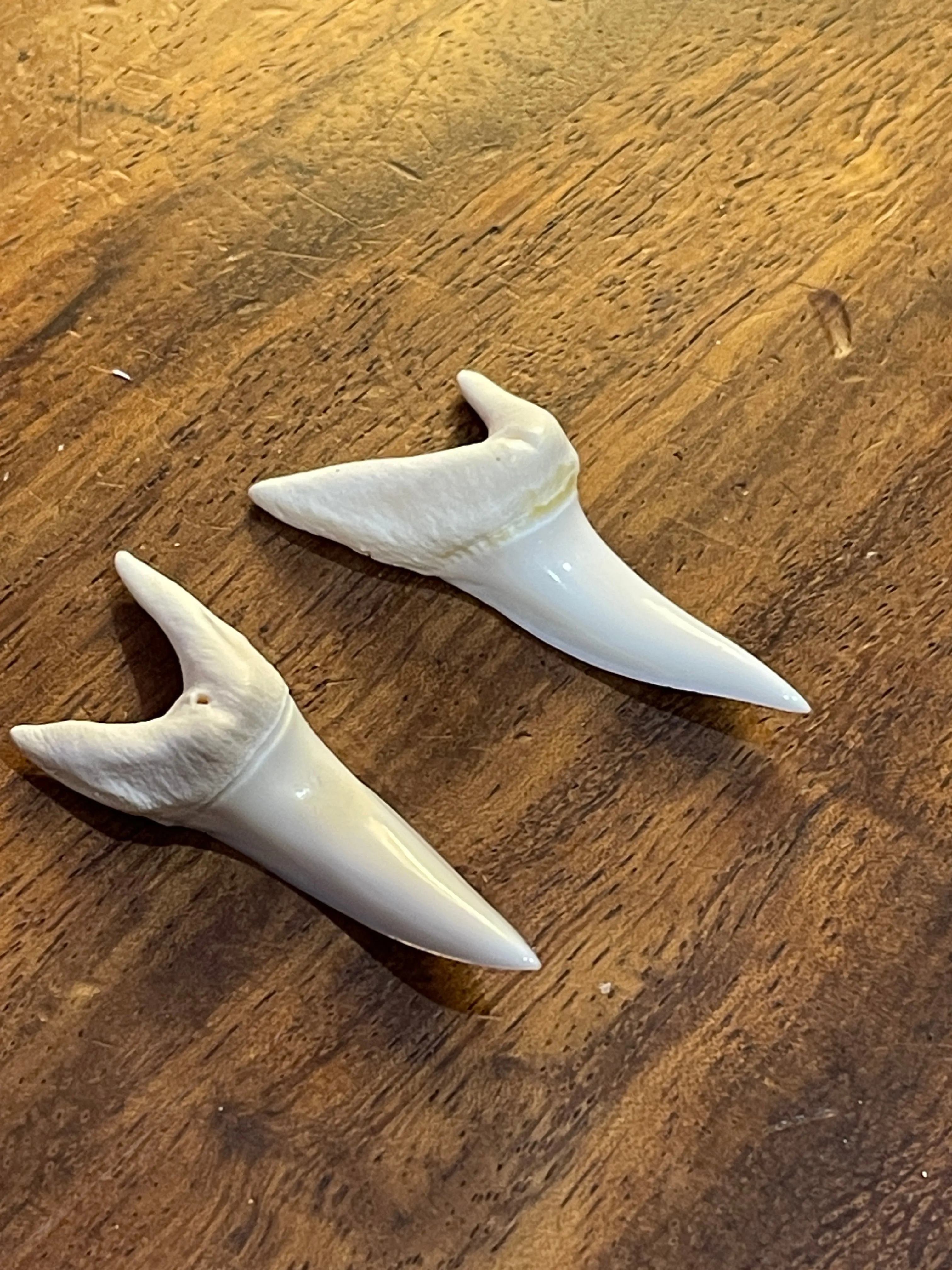 Mako shark  loose tooth x2 pcs