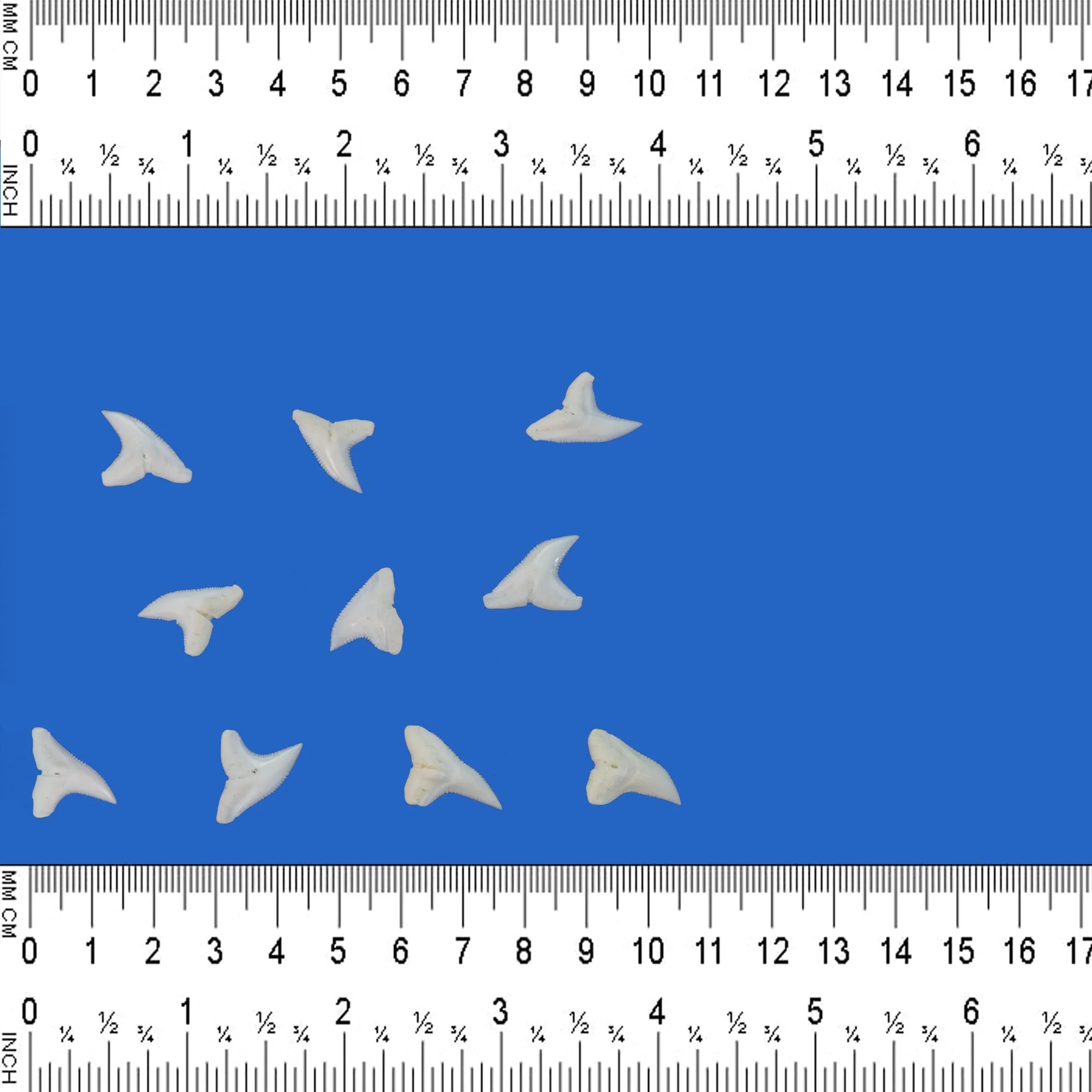 Real Shark Teeth For Sale LTB