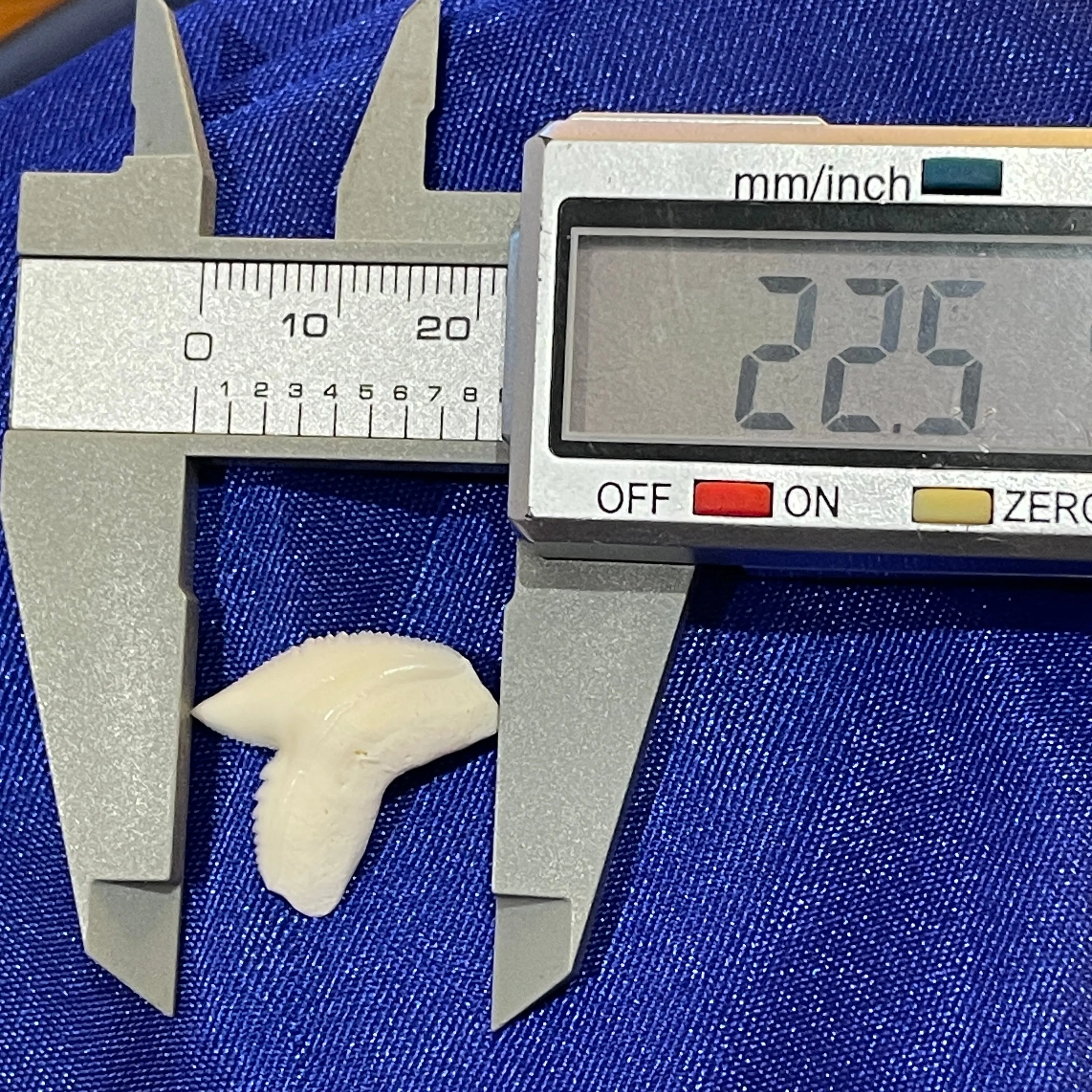 Real Tiger Shark Tooth