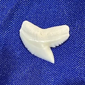 Real Tiger Shark Tooth