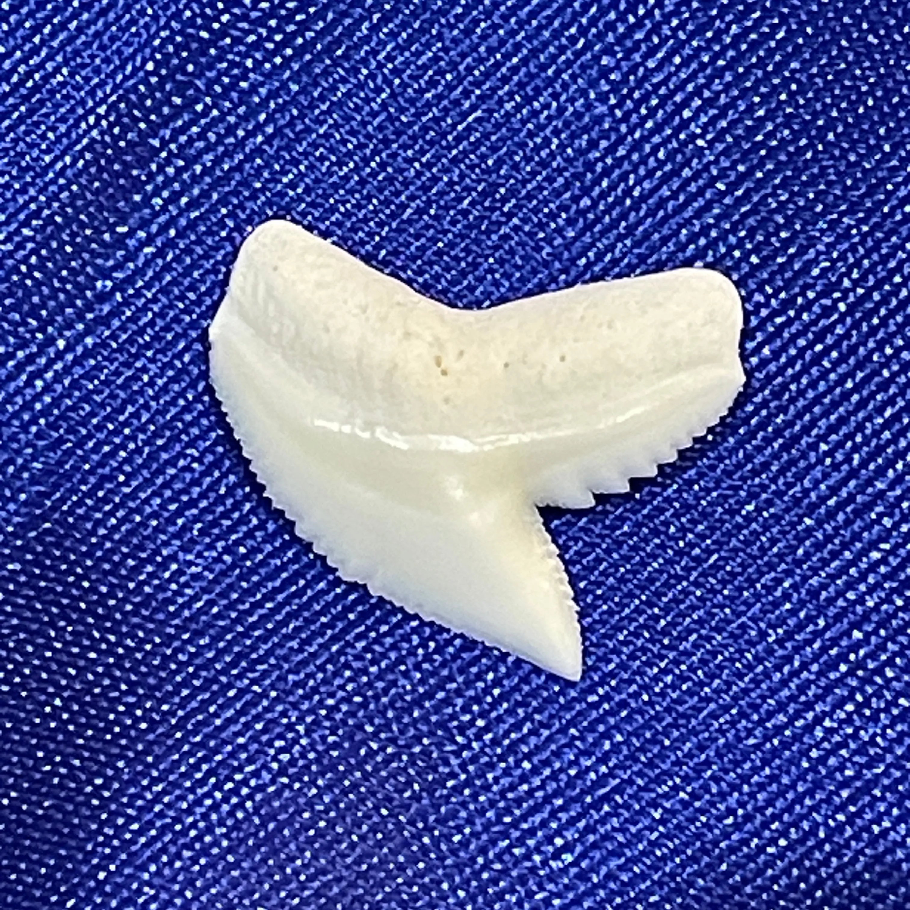 Real Tiger Shark Tooth